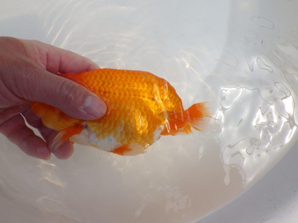 【全国大会東大関獲得系統 】大迫力!飼い込みお勧め 明け二歳らんちゅう 約17㎝ メス?