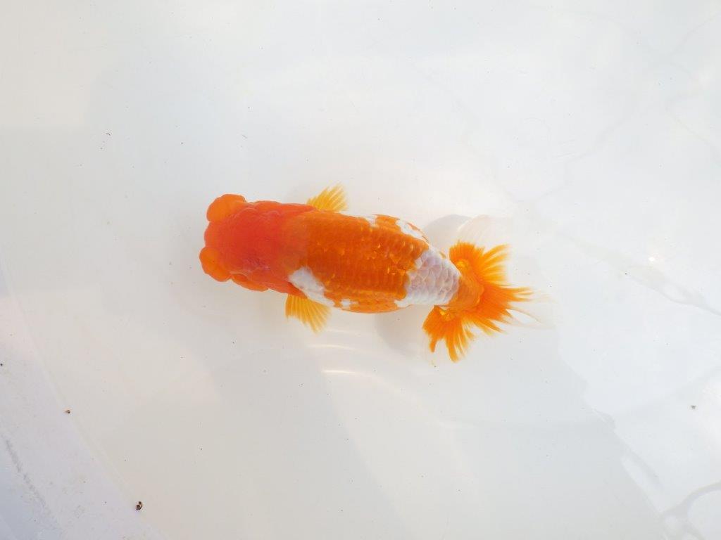 【全国大会東大関獲得系統 】美しい柄の更紗！ 明け二歳らんちゅう 約15,5㎝  メス？の上身