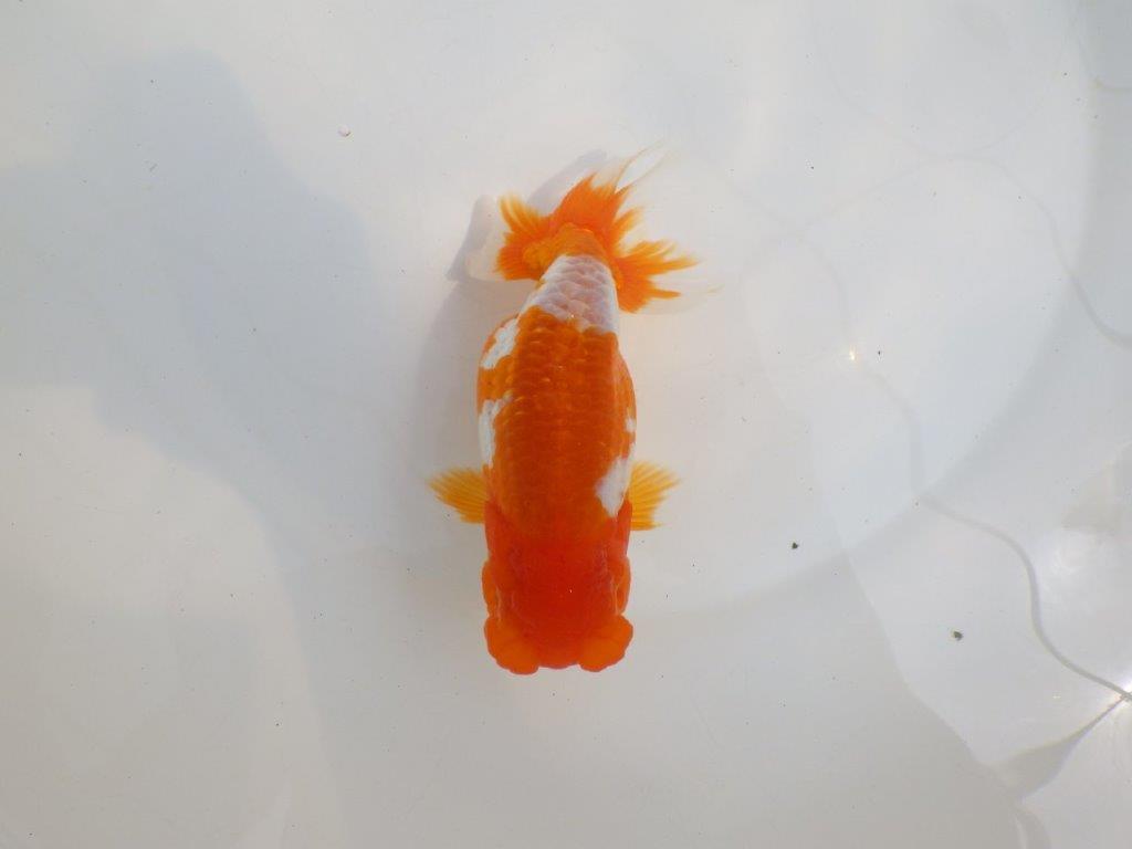 【全国大会東大関獲得系統 】美しい柄の更紗！ 明け二歳らんちゅう 約15,5㎝  メス？