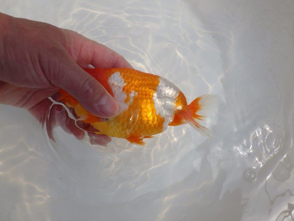 【全国大会東大関獲得系統 】美しい柄の更紗！ 明け二歳らんちゅう 約15,5㎝  メス？