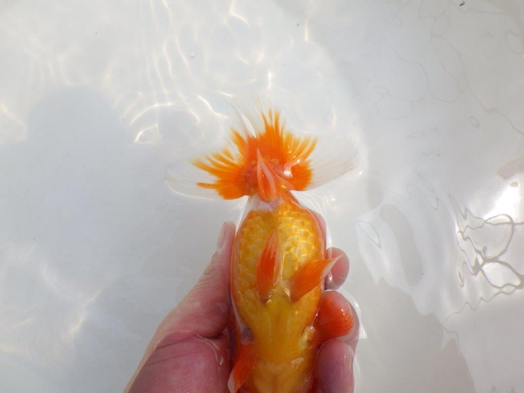 【全国大会東大関獲得系統 】美しい柄の更紗！ 明け二歳らんちゅう 約15,5㎝  メス？