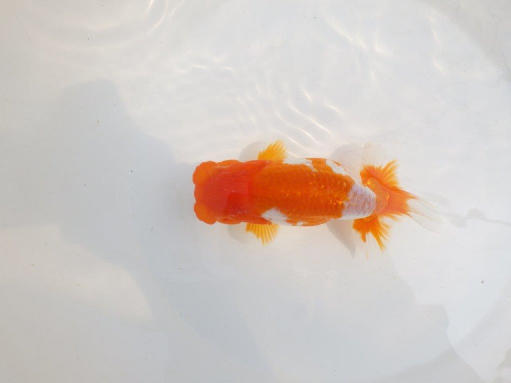 【全国大会東大関獲得系統 】美しい柄の更紗！ 明け二歳らんちゅう 約15,5㎝  メス？