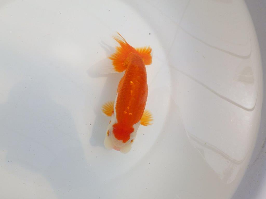 【全国大会東大関獲得系統 】素晴らしい尾型! 明け二歳らんちゅう 約16㎝ メス?