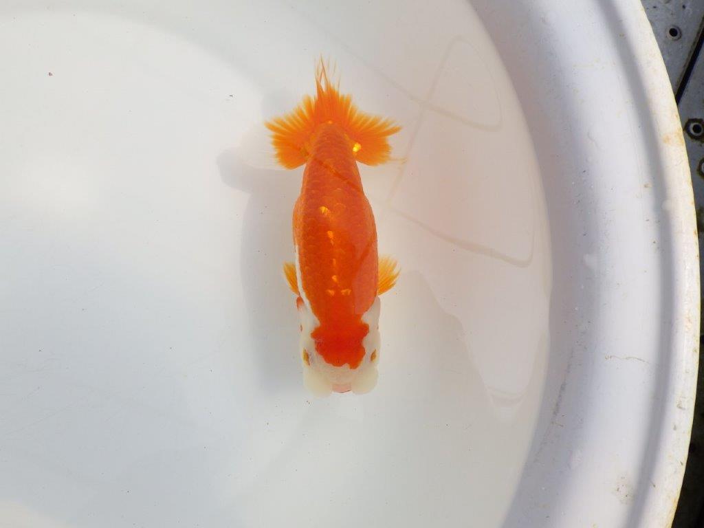 【全国大会東大関獲得系統 】素晴らしい尾型！ 明け二歳らんちゅう 約16㎝  メス？の上身