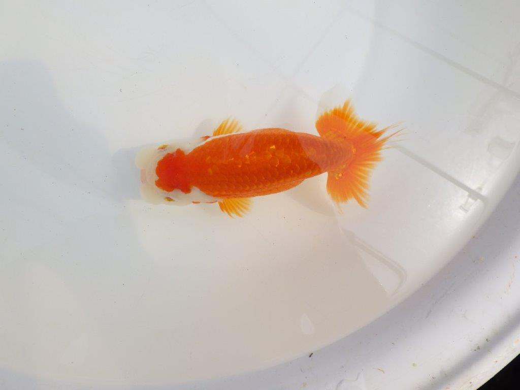 【全国大会東大関獲得系統 】素晴らしい尾型! 明け二歳らんちゅう 約16㎝ メス?