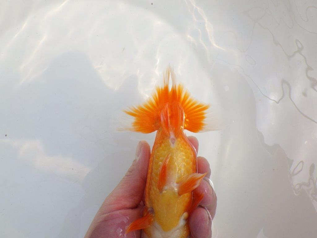 【全国大会東大関獲得系統 】素晴らしい尾型! 明け二歳らんちゅう 約16㎝ メス?