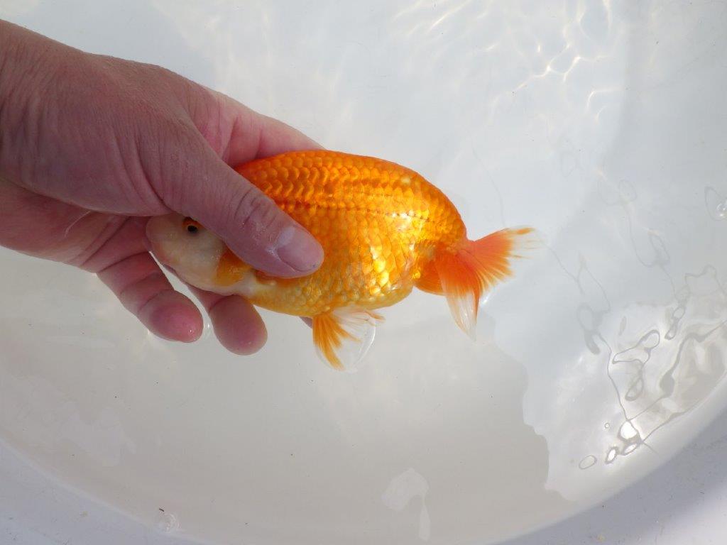 【全国大会東大関獲得系統 】素晴らしい尾型! 明け二歳らんちゅう 約16㎝ メス?