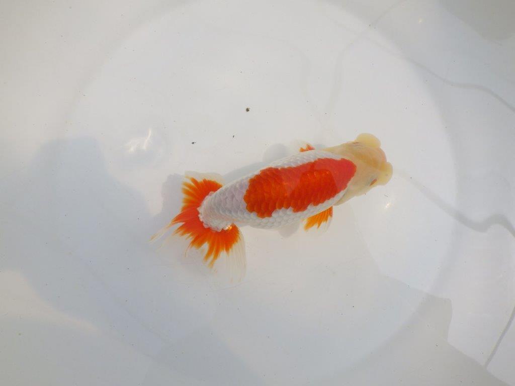 【全国大会東大関獲得系統 】目指せ品評大会! 明け二歳らんちゅう 約15,5㎝ オス?