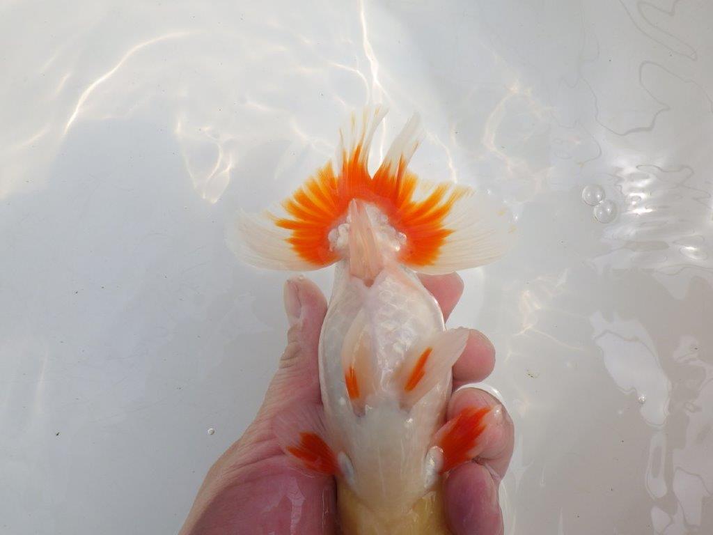 【全国大会東大関獲得系統 】目指せ品評大会! 明け二歳らんちゅう 約15,5㎝ オス?