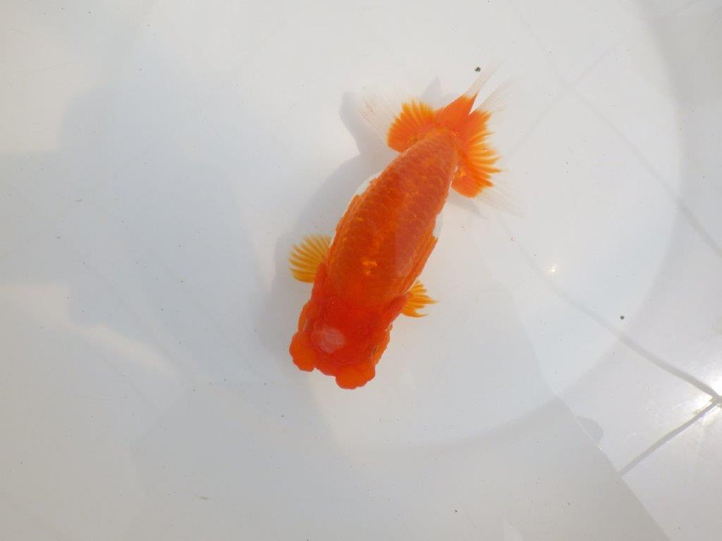 【全国大会東大関獲得系統 】素晴らしいフンタン＆雰囲気！ 明け二歳らんちゅう 約16㎝  メス？