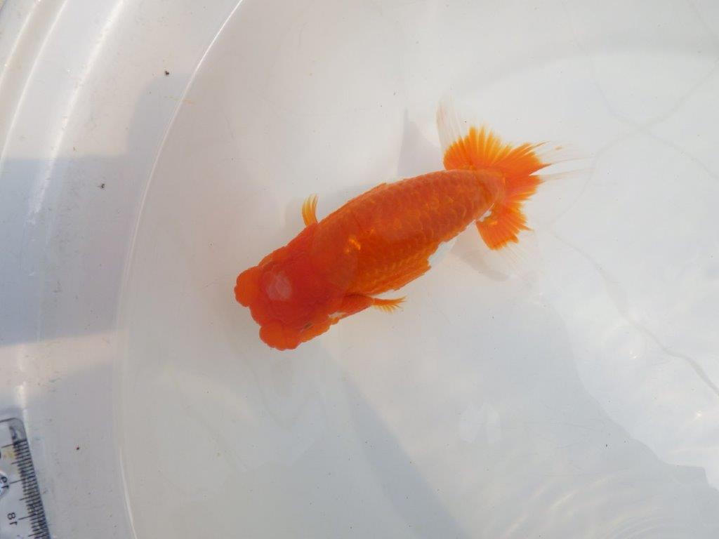 【全国大会東大関獲得系統 】素晴らしいフンタン＆雰囲気！ 明け二歳らんちゅう 約16㎝  メス？