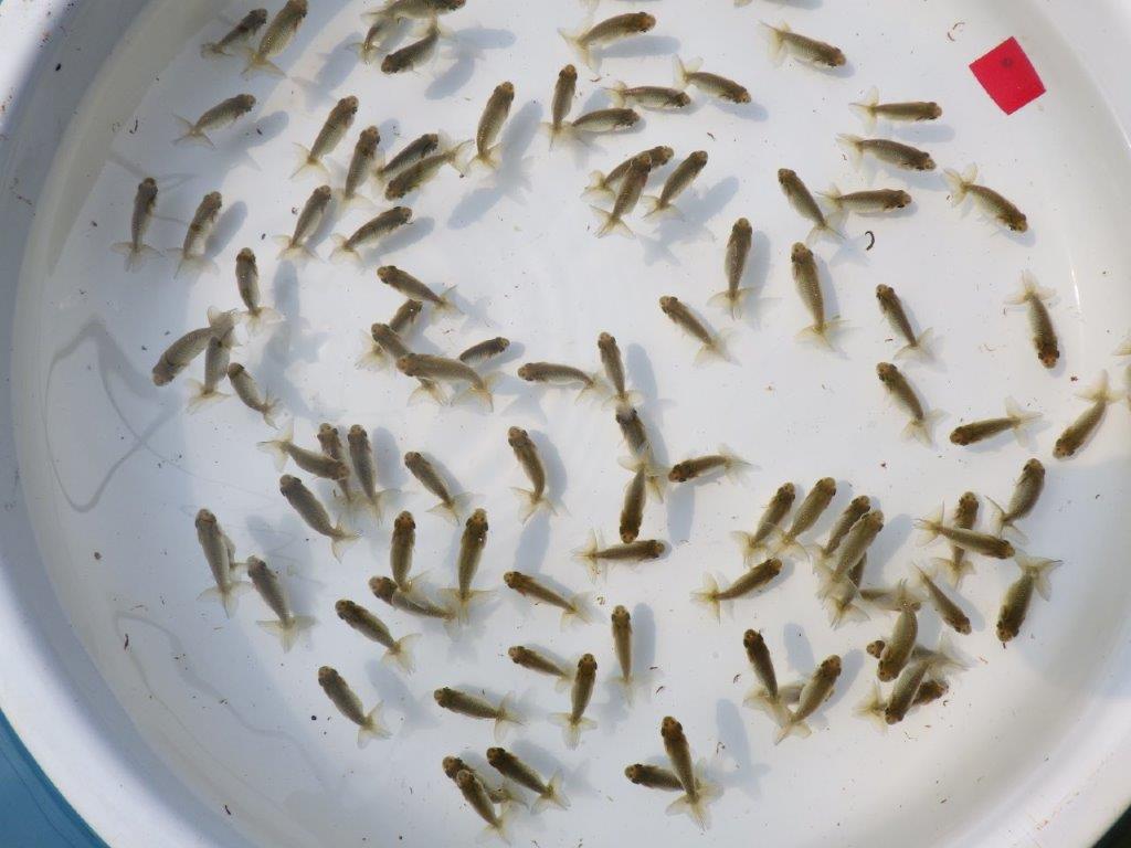 【全国大会東大関獲得系統 】3月２９日入荷の中から尾張りの良い５尾！完売