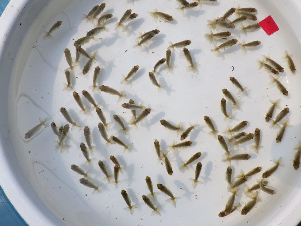 【全国大会東大関獲得系統 】3月２９日入荷の中から尾張りの良い５尾！完売