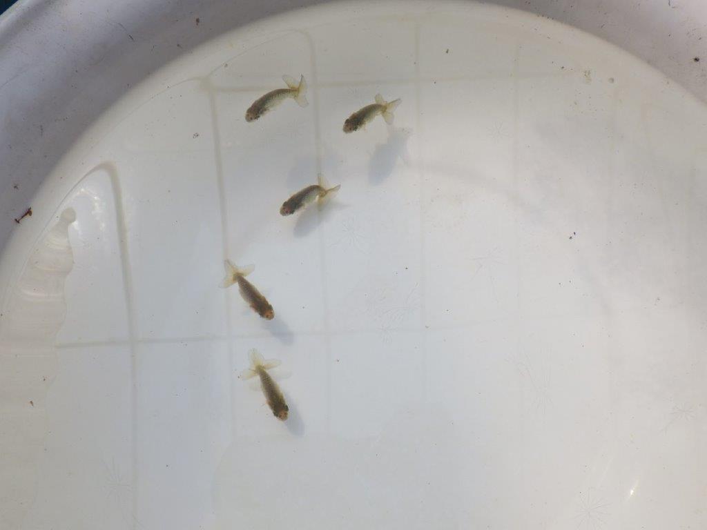 【全国大会東大関獲得系統 】3月29日入荷の中から尾張りの良い5尾!限定1セット