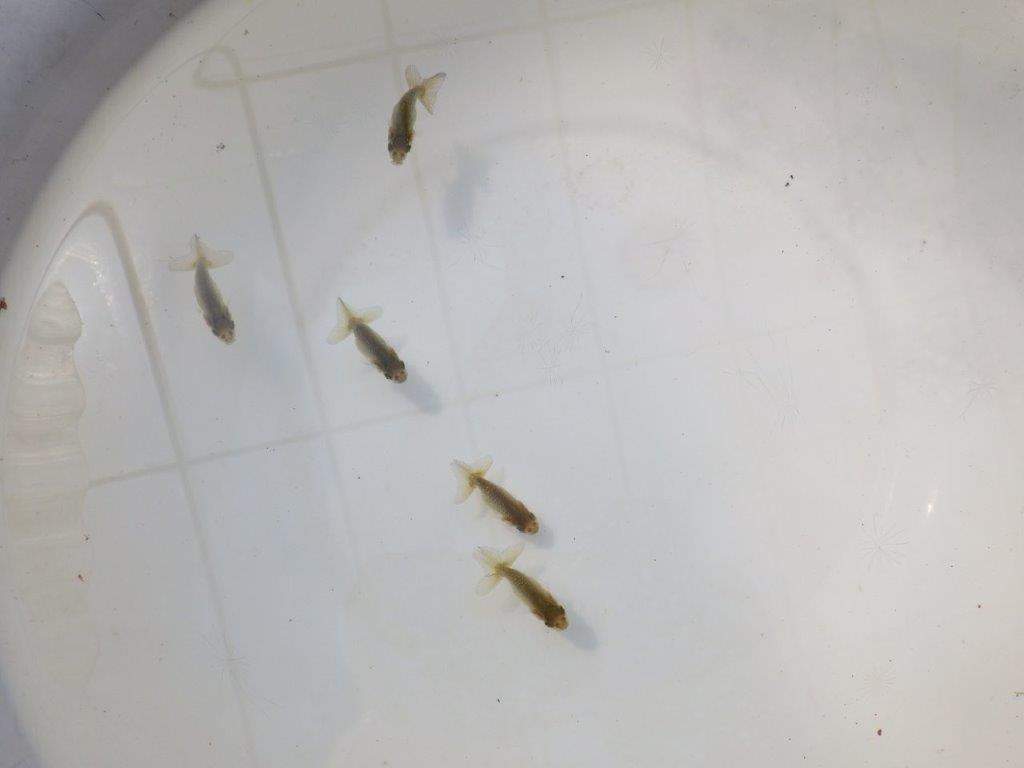 【全国大会東大関獲得系統 】3月29日入荷の中から尾張りの良い5尾!限定1セット