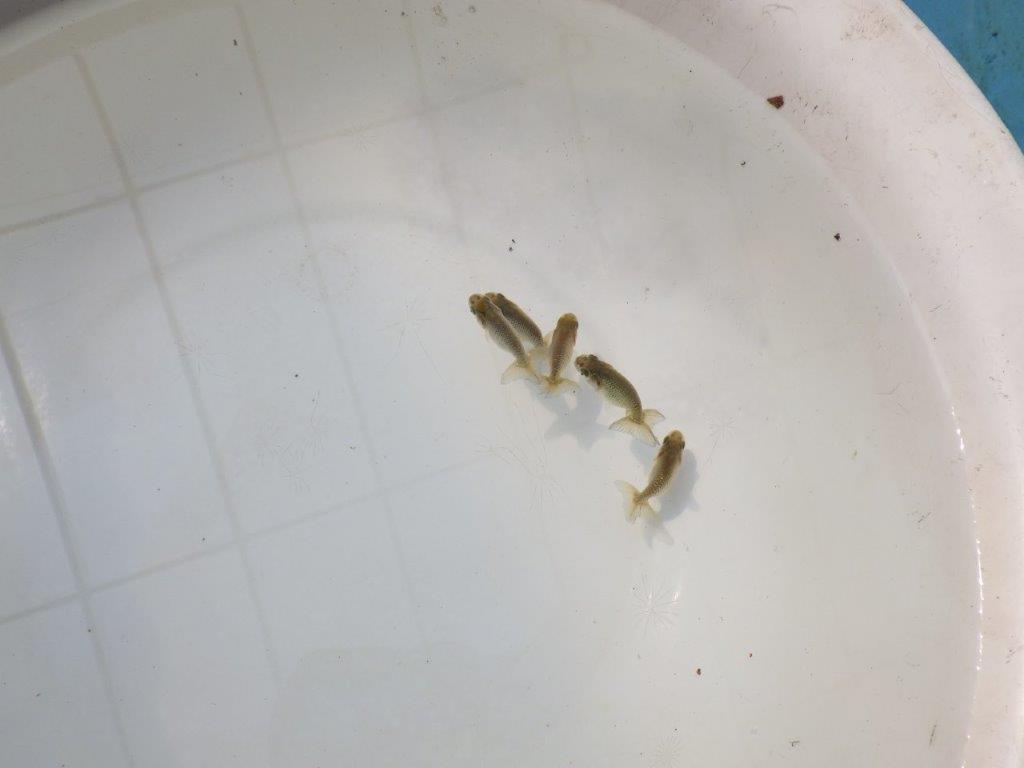 【全国大会東大関獲得系統 】3月29日入荷の中から尾張りの良い5尾!限定1セット