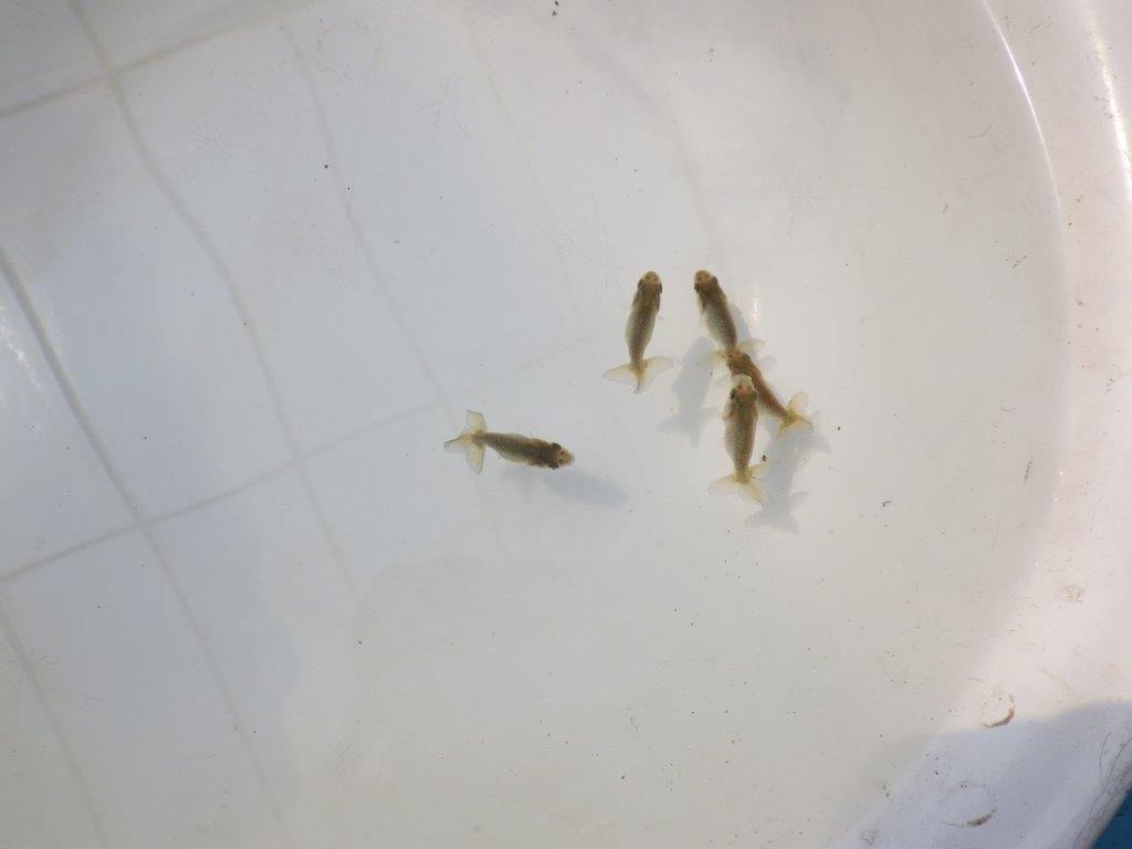 【全国大会東大関獲得系統 】3月29日入荷の中から尾張りの良い5尾!限定1セット