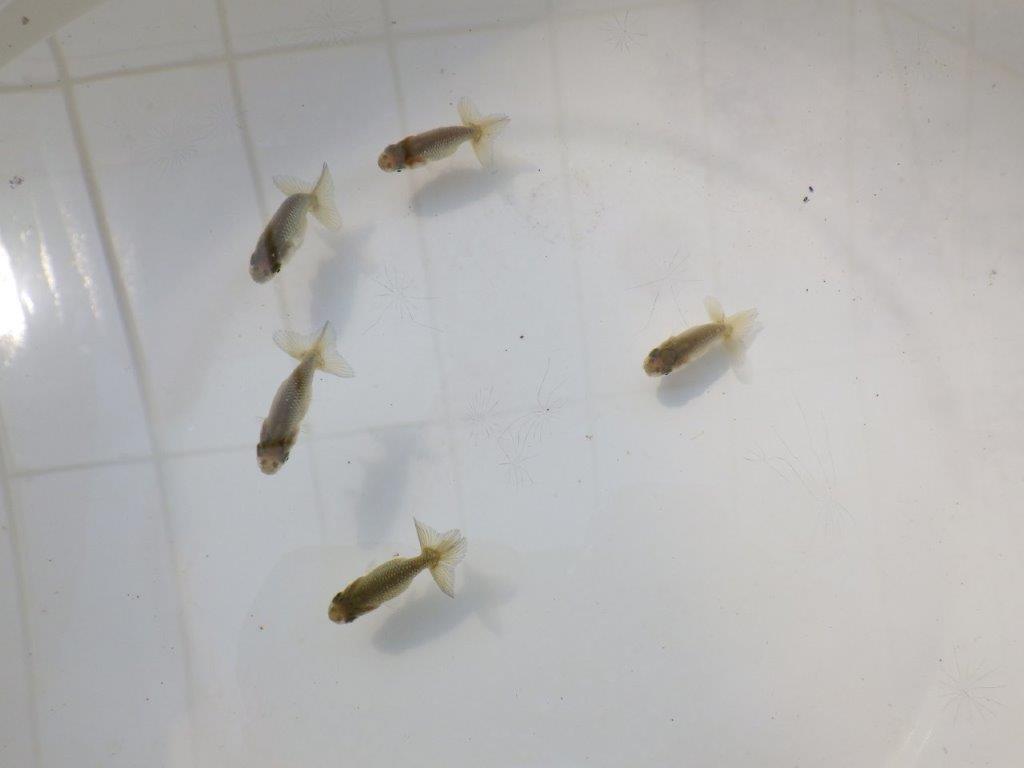 【全国大会東大関獲得系統 】3月２９日入荷の中から尾張りの良い５尾！限定１セットの上身