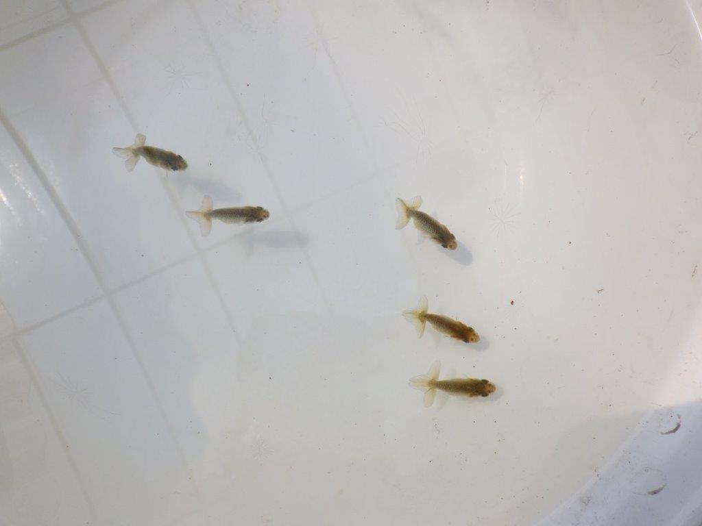 【全国大会東大関獲得系統 】3月29日入荷の中から尾張りの良い5尾!限定1セット