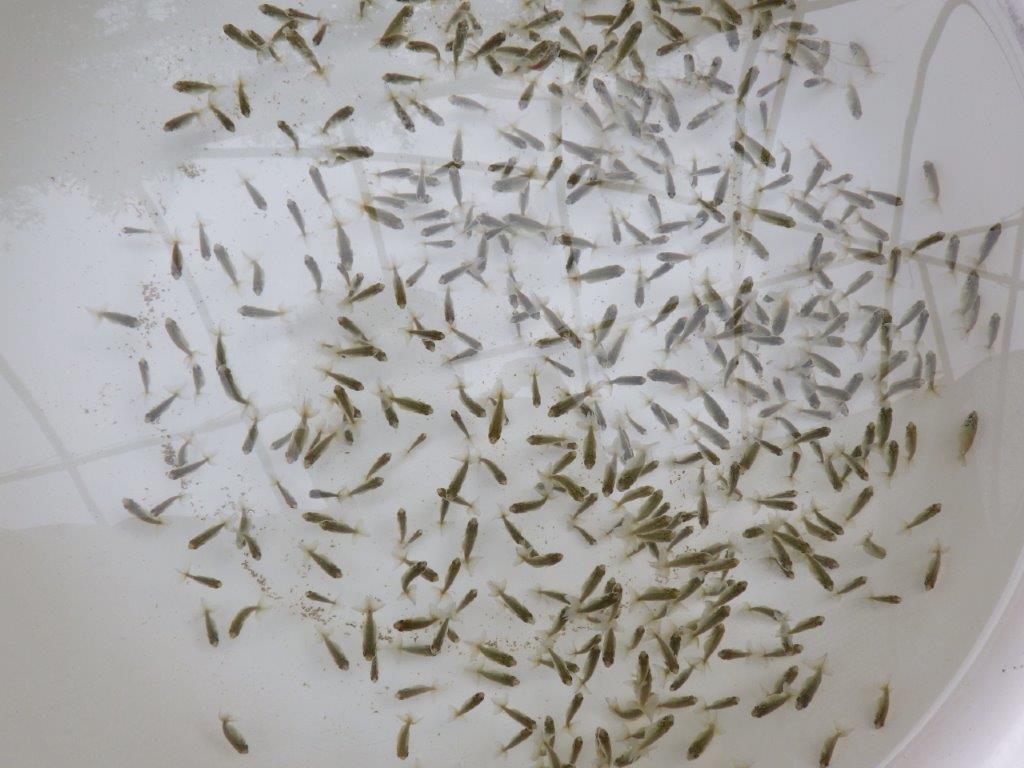 【なおちん金魚氏】ご鑑賞お勧め青仔　３０尾セット