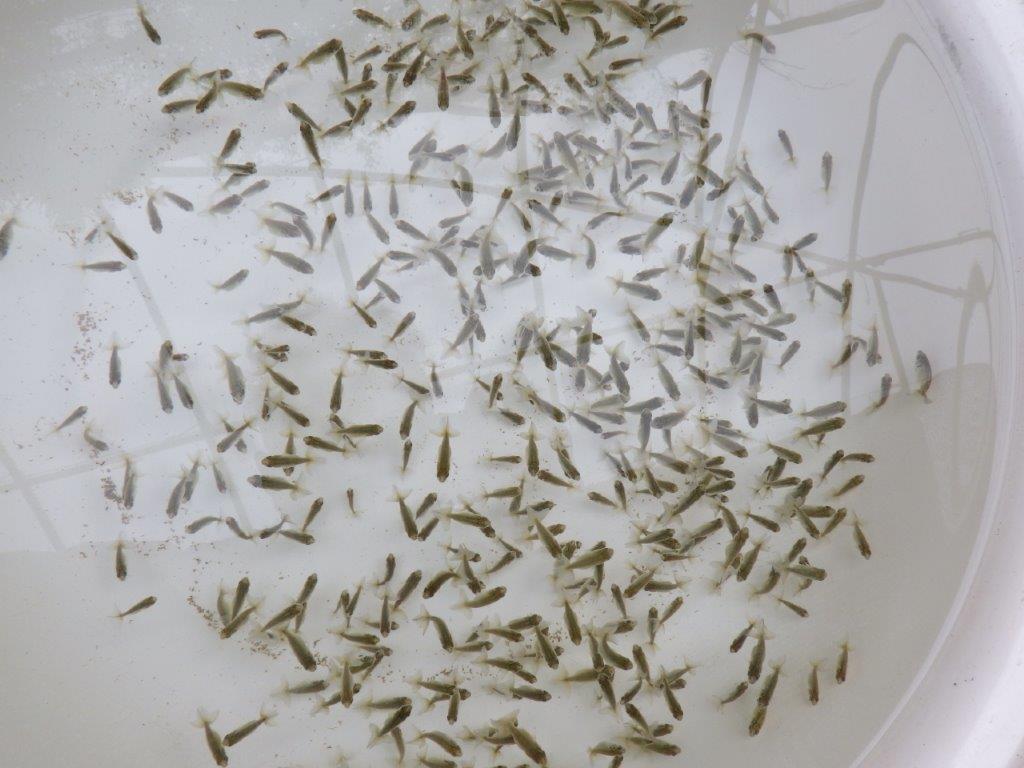 【なおちん金魚氏】ご鑑賞お勧め青仔　３０尾セット