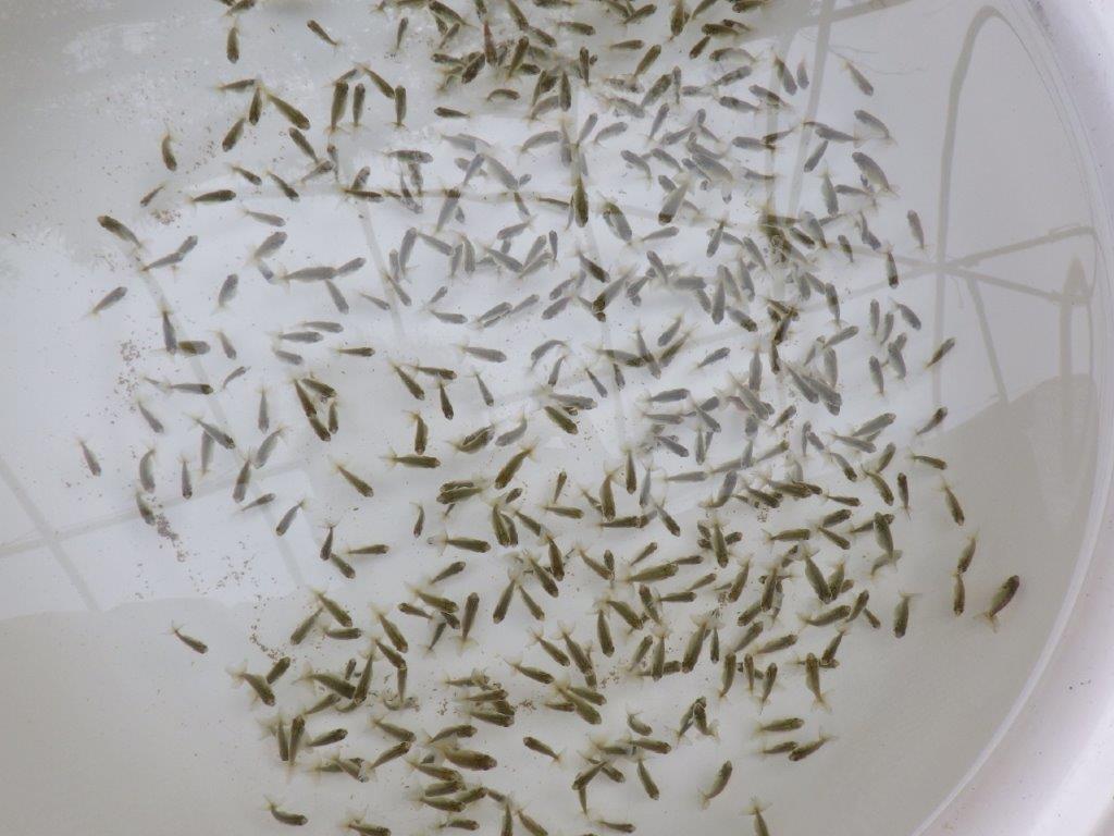 【なおちん金魚氏】ご鑑賞お勧め青仔　入荷の中から上質１０尾セット　限定１の上身