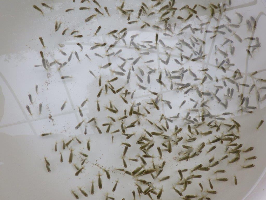 【なおちん金魚氏】ご鑑賞お勧め青仔　入荷の中から上質１０尾セット　限定１