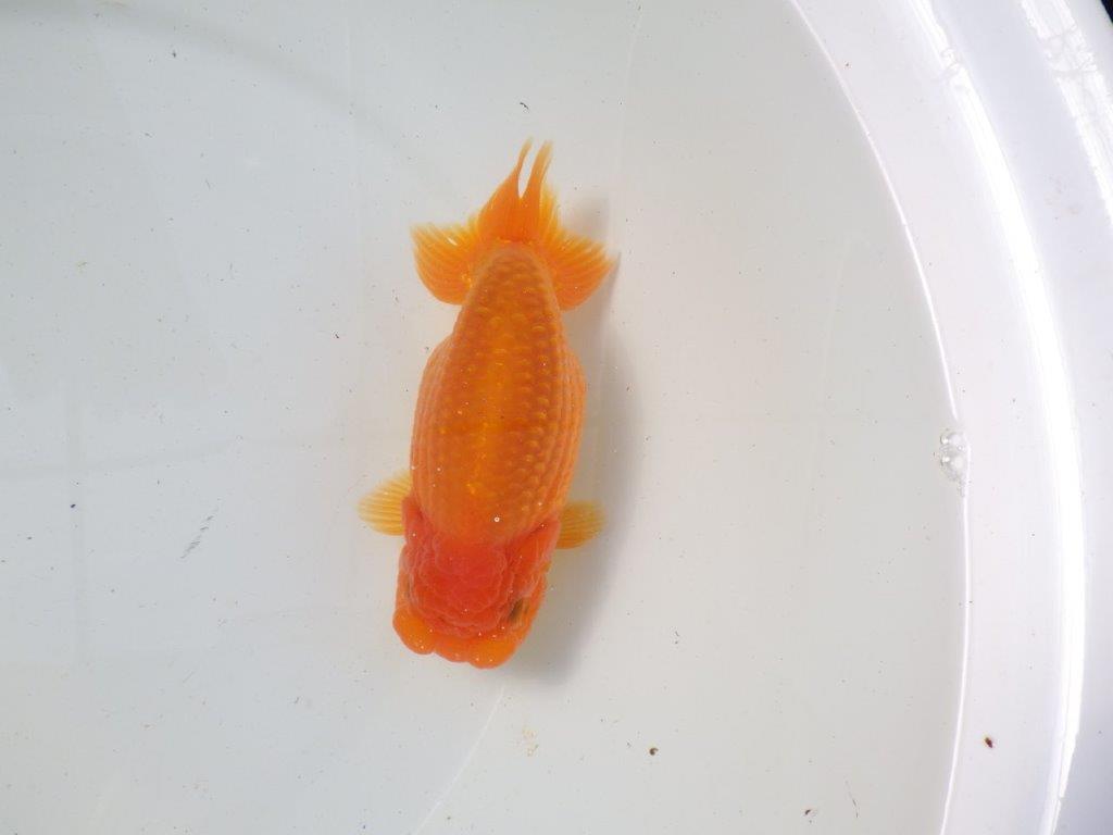 【影山氏】浜松ブリーダー　背腰が綺麗で太味があるらんちゅう 明け二歳　 　約15ｃｍ　メス？