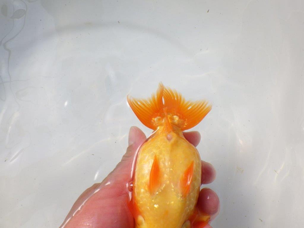 【影山氏】浜松ブリーダー　背腰が綺麗で太味があるらんちゅう 明け二歳　 　約15ｃｍ　メス？
