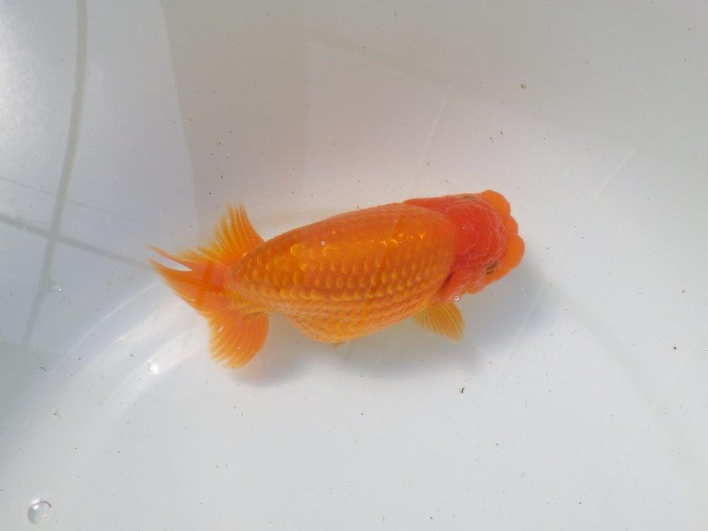 【影山氏】浜松ブリーダー　背腰が綺麗で太味があるらんちゅう 明け二歳　 　約15ｃｍ　メス？