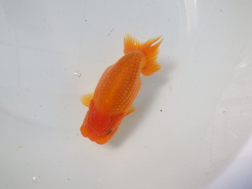 【影山氏】浜松ブリーダー　背腰が綺麗で太味があるらんちゅう 明け二歳　 　約15ｃｍ　メス？
