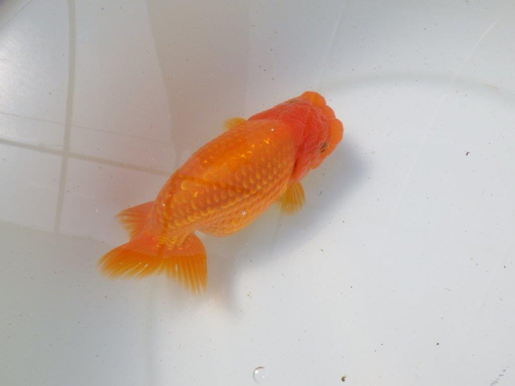 【影山氏】浜松ブリーダー　背腰が綺麗で太味があるらんちゅう 明け二歳　 　約15ｃｍ　メス？