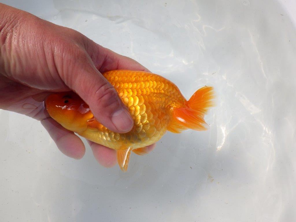 【影山氏】浜松ブリーダー　背腰が綺麗で太味があるらんちゅう 明け二歳　 　約15ｃｍ　メス？