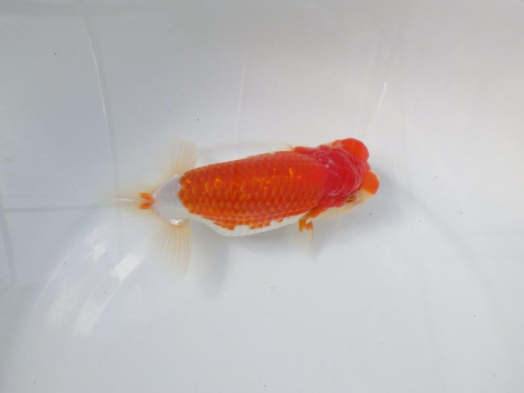 【愛知　磯村　氏】尾型、構えの良い明け二歳らんちゅう　約15,5㎝ オス