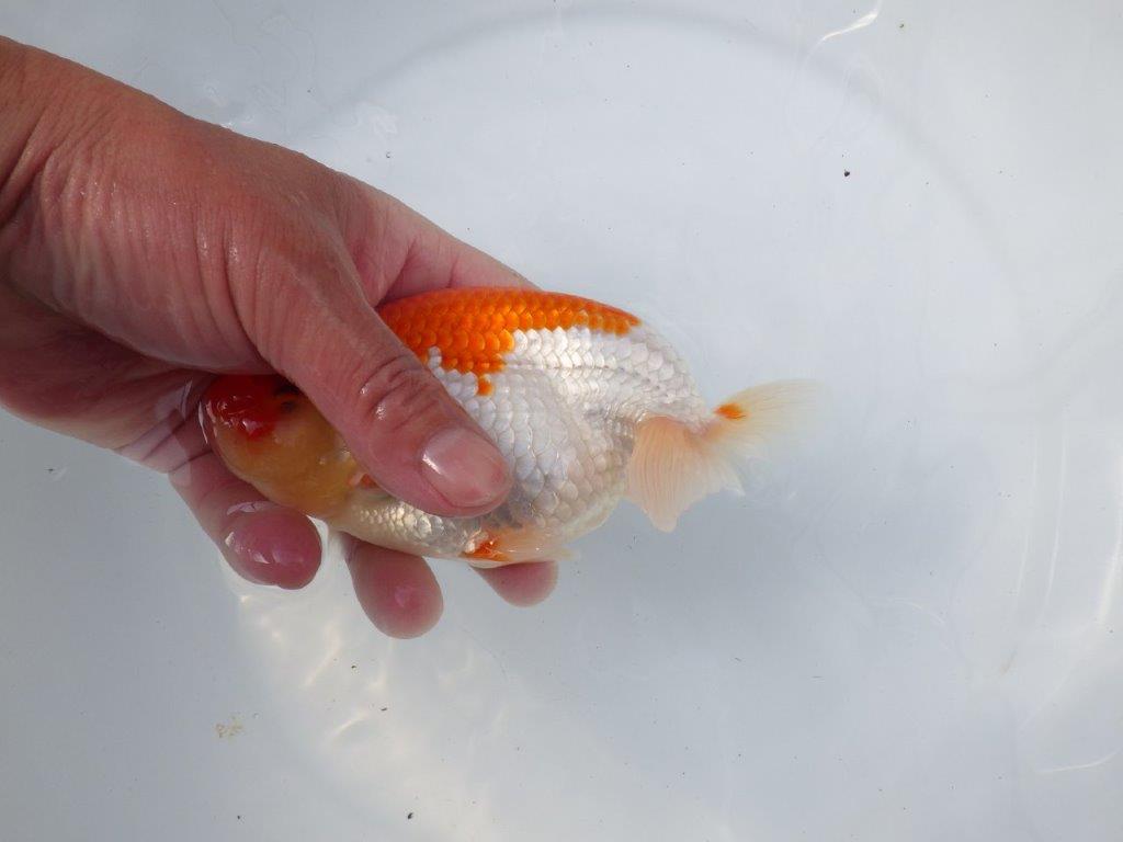 【愛知　磯村　氏】尾型、構えの良い明け二歳らんちゅう　約15,5㎝ オス