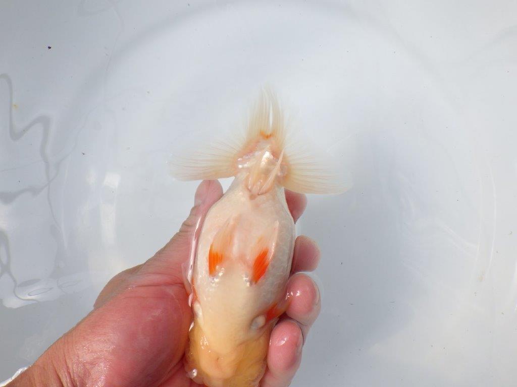 【愛知　磯村　氏】尾型、構えの良い明け二歳らんちゅう　約15,5㎝ オス