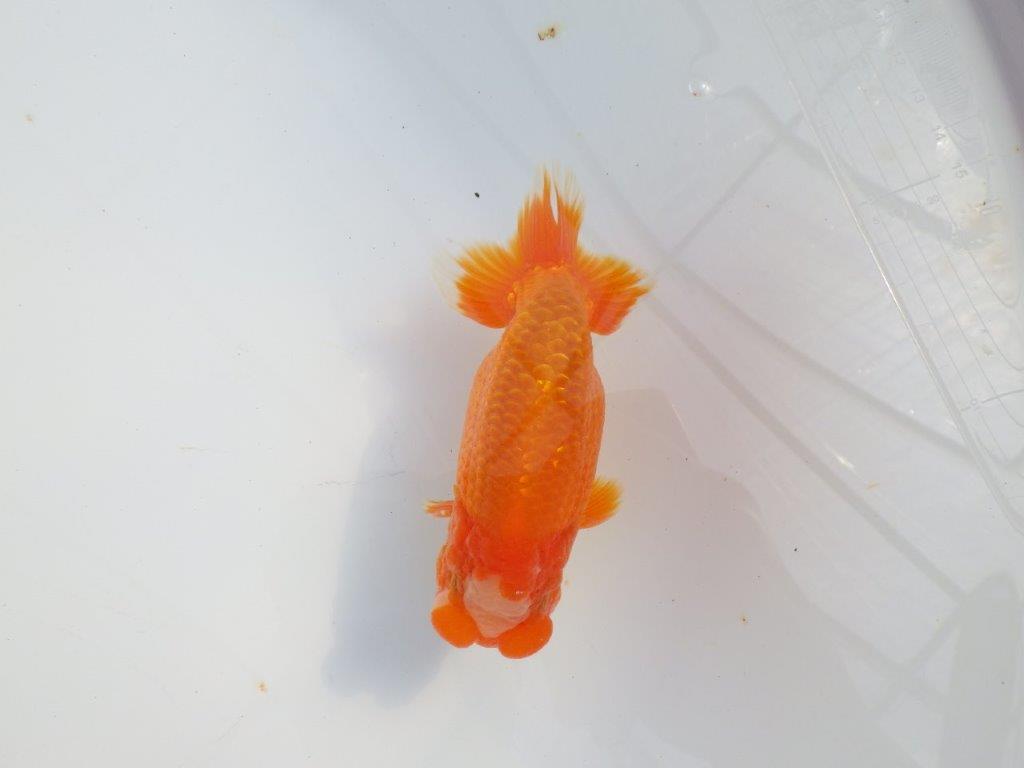 雰囲気が抜群に良いらんちゅう　明け二歳魚　 　約13ｃｍ　オス【小早川義幸氏】