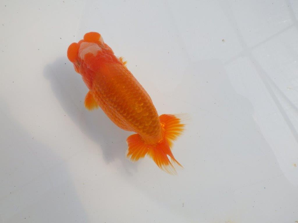 雰囲気が抜群に良いらんちゅう　明け二歳魚　 　約13ｃｍ　オス【小早川義幸氏】