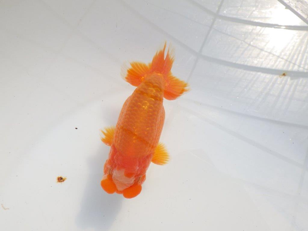 雰囲気が抜群に良いらんちゅう　明け二歳魚　 　約13ｃｍ　オス【小早川義幸氏】の上身