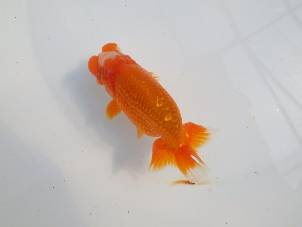 雰囲気が抜群に良いらんちゅう　明け二歳魚　 　約13ｃｍ　オス【小早川義幸氏】