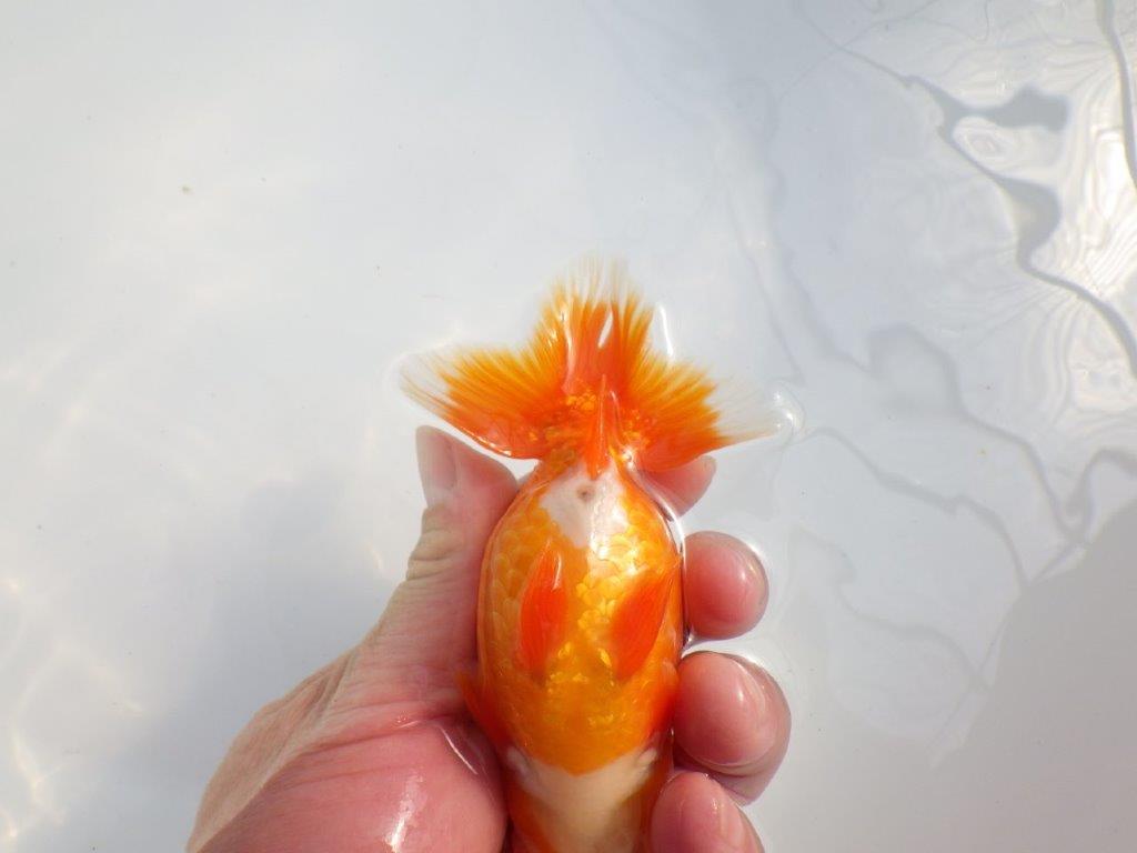 雰囲気が抜群に良いらんちゅう　明け二歳魚　 　約13ｃｍ　オス【小早川義幸氏】