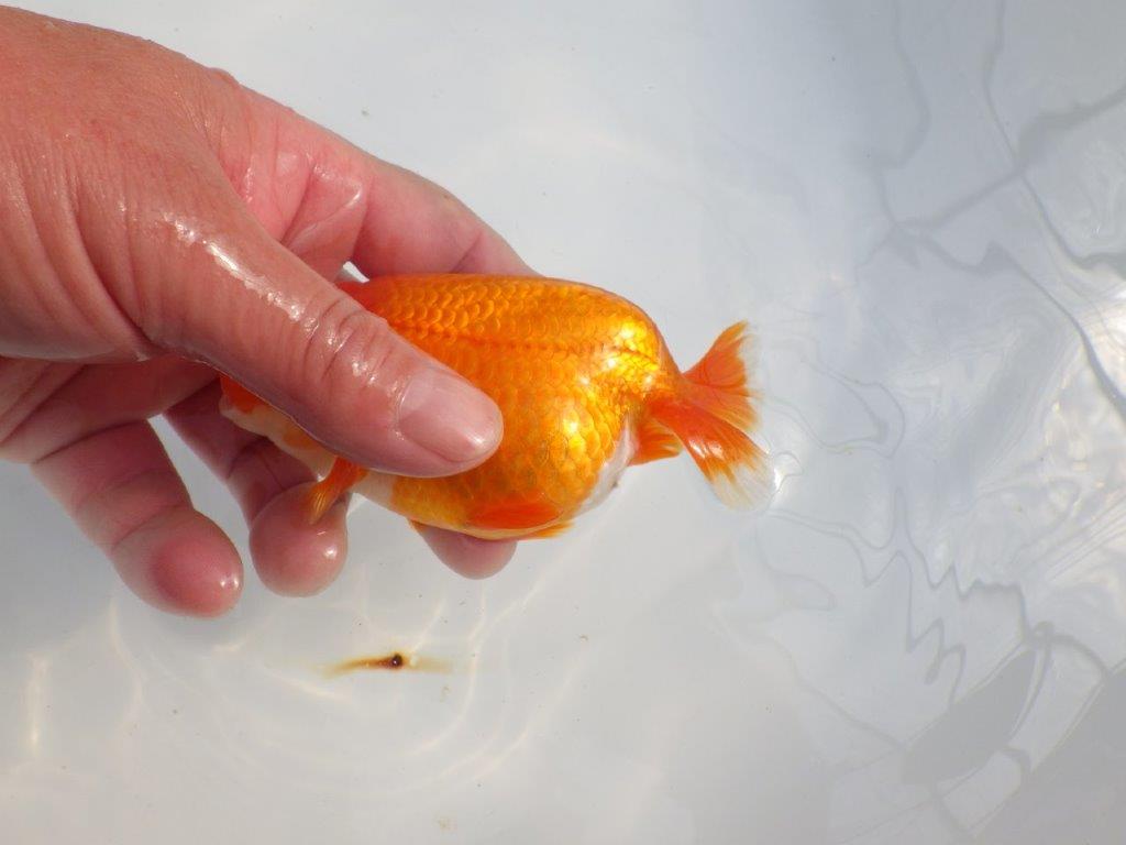 雰囲気が抜群に良いらんちゅう　明け二歳魚　 　約13ｃｍ　オス【小早川義幸氏】