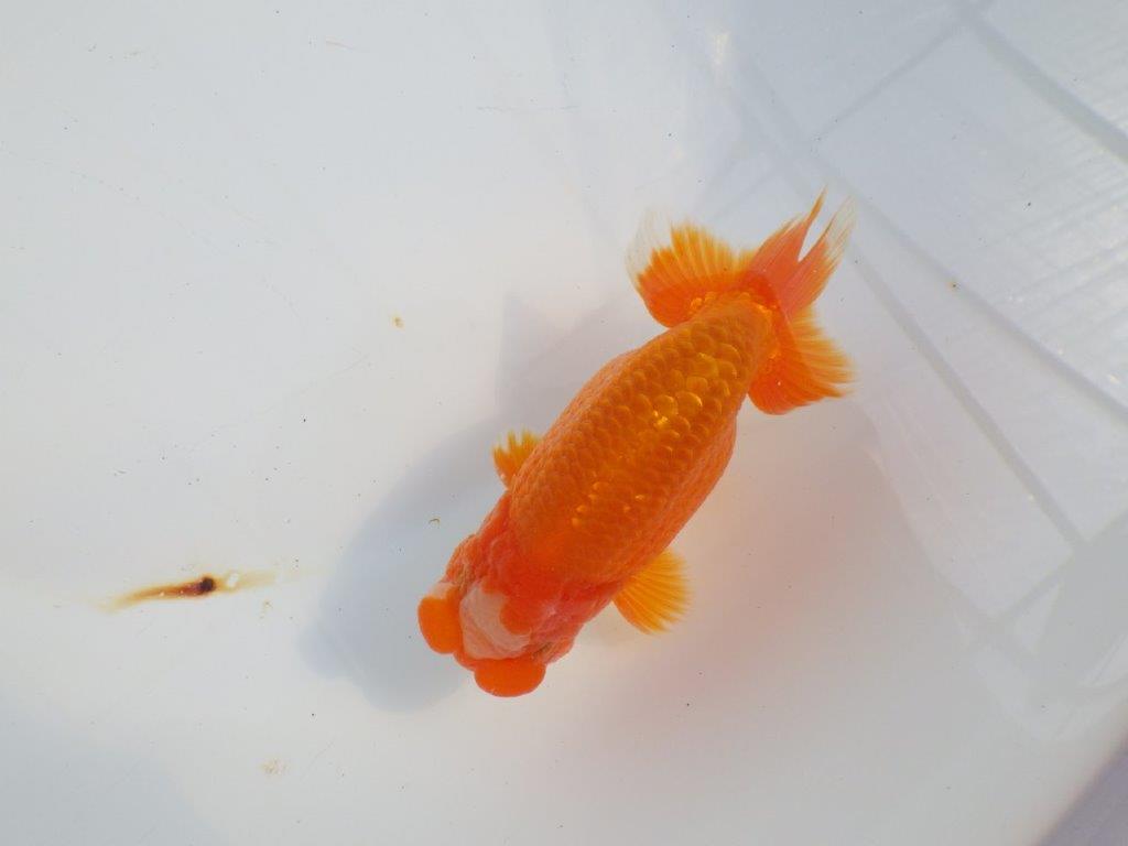 雰囲気が抜群に良いらんちゅう　明け二歳魚　 　約13ｃｍ　オス【小早川義幸氏】