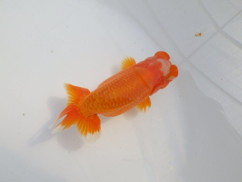 雰囲気が抜群に良いらんちゅう　明け二歳魚　 　約13ｃｍ　オス【小早川義幸氏】