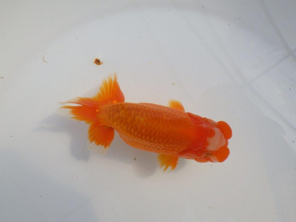 雰囲気が抜群に良いらんちゅう　明け二歳魚　 　約13ｃｍ　オス【小早川義幸氏】
