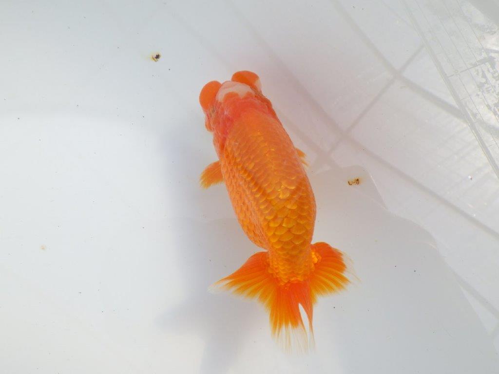 雰囲気が抜群に良いらんちゅう　明け二歳魚　 　約13ｃｍ　オス【小早川義幸氏】