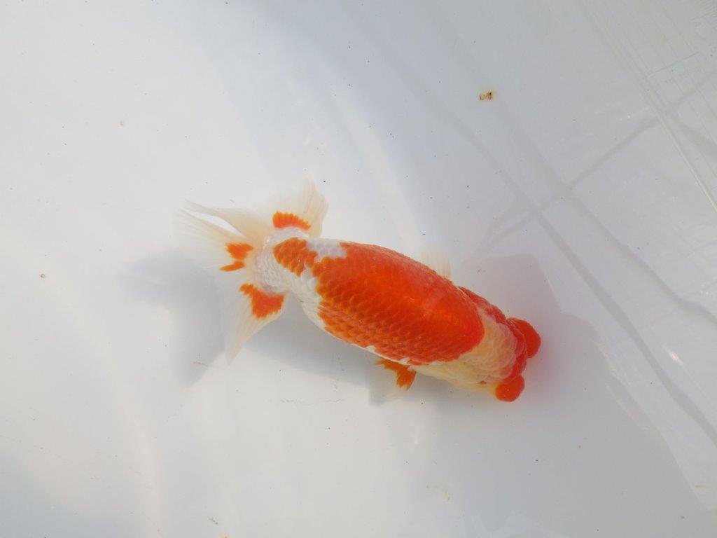 素晴らしいフンタンと美しい柄の更紗らんちゅう　明け二歳魚　 　約14ｃｍ　オス【小早川義幸氏】
