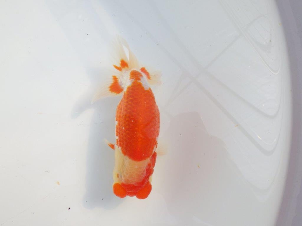 素晴らしいフンタンと美しい柄の更紗らんちゅう　明け二歳魚　 　約14ｃｍ　オス【小早川義幸氏】