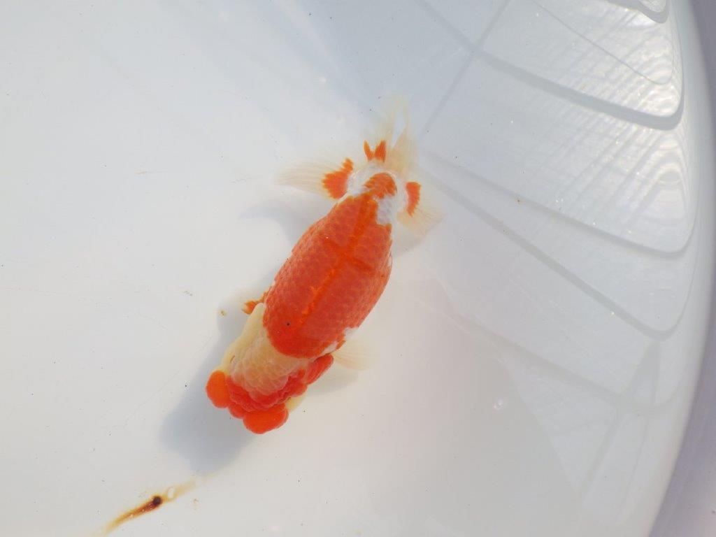素晴らしいフンタンと美しい柄の更紗らんちゅう　明け二歳魚　 　約14ｃｍ　オス【小早川義幸氏】