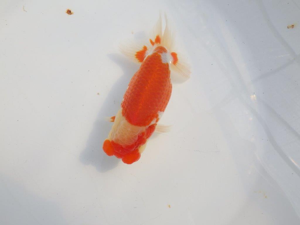素晴らしいフンタンと美しい柄の更紗らんちゅう　明け二歳魚　 　約14ｃｍ　オス【小早川義幸氏】の上身